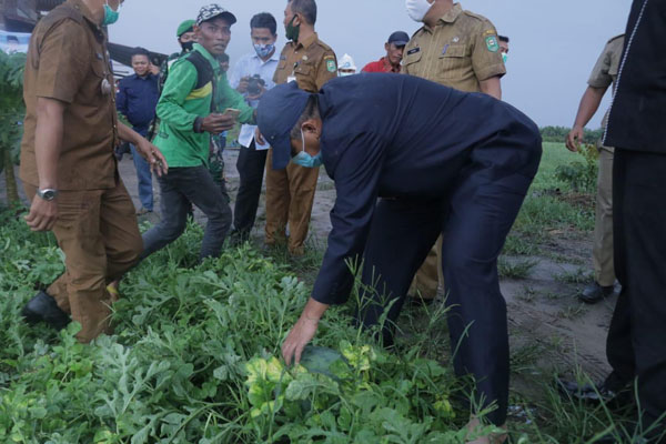 Hadiri Panen Raya Semangka di Kampung Koto Ringin, Ini Harapan Bupati Alfedri
